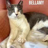 Thumbnail photo of Bellamy #3