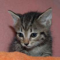 Thumbnail photo of Ladybug (BFF043) #1