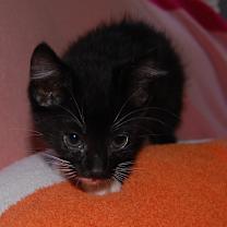 Thumbnail photo of Loki (BFF037) #3