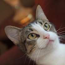 Thumbnail photo of Sparkle #3