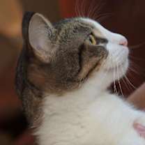 Thumbnail photo of Sparkle #4