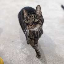 Thumbnail photo of Puma #1