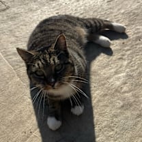 Thumbnail photo of Sansa #4