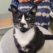 Thumbnail photo of Poppy #2