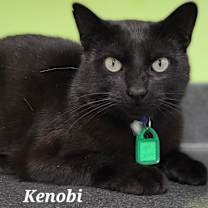 Thumbnail photo of Kenobi #2