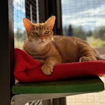 Thumbnail photo of Ostrich #3