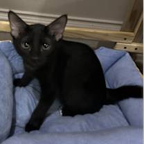Thumbnail photo of Tipsy #4