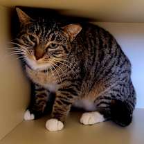 Thumbnail photo of Abby #2