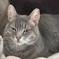 Thumbnail photo of Daisy #2