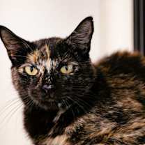 Thumbnail photo of Bumblebee #1