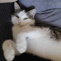 Thumbnail photo of Dozer #1