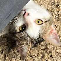 Thumbnail photo of Dozer #2