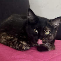 adopt-pet