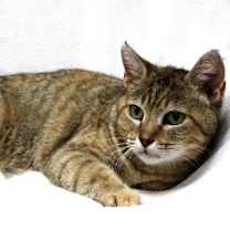 Thumbnail photo of Marmie #1