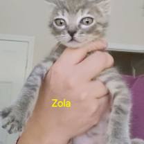 Thumbnail photo of Zola #3