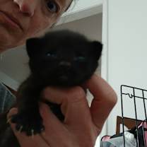 Thumbnail photo of Sumo #1