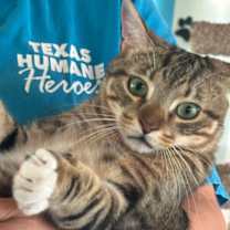 Thumbnail photo of Linx #1
