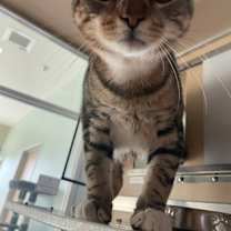 Thumbnail photo of Linx #2