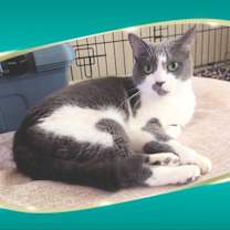 Thumbnail photo of Olivette #1