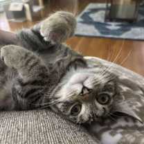 Thumbnail photo of Moe #2