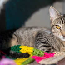 adopt-pet
