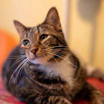 adopt-pet