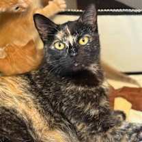 Thumbnail photo of Bumblebee #4