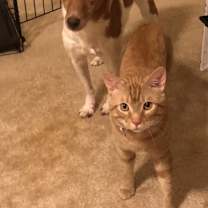 Thumbnail photo of Blaze #2