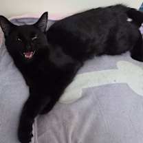 Thumbnail photo of Rio #3