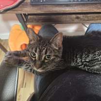 Thumbnail photo of Mochi #2