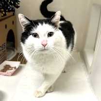 Thumbnail photo of Lancelot #3