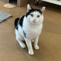 Thumbnail photo of Lancelot #4