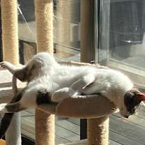 Thumbnail photo of Luna #1