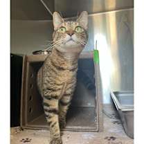 Thumbnail photo of Redstart 17 #2