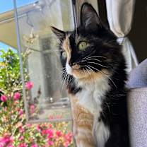 Thumbnail photo of Penny #1