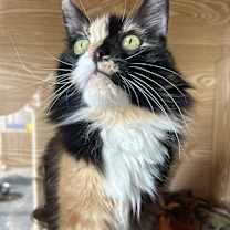 Thumbnail photo of Penny #2