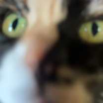 Thumbnail photo of Penny #4