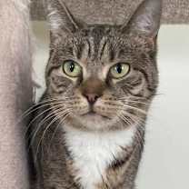 Thumbnail photo of Sky Captain #2