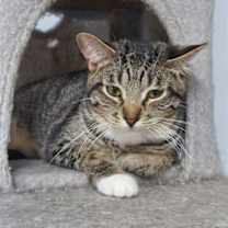 Thumbnail photo of Mojave @ The Cat's Brew #1