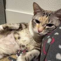 Thumbnail photo of Chai #1