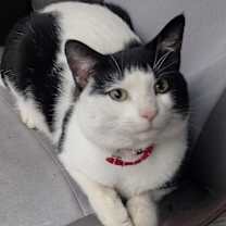 Thumbnail photo of Chaos #1