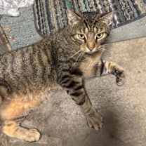 Thumbnail photo of zz 'Woody' courtesy listing #1