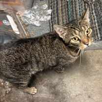 Thumbnail photo of zz 'Woody' courtesy listing #2