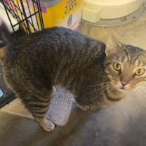 Thumbnail photo of zz 'Woody' courtesy listing #3