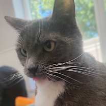 Thumbnail photo of Bella #3