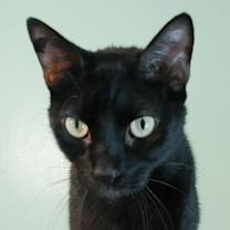 Thumbnail photo of Little Ricky #1