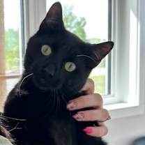 Thumbnail photo of Bart #1