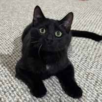 Thumbnail photo of Bart #2