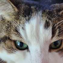 Thumbnail photo of Sion- CP #2