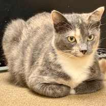 Thumbnail photo of Gingerbread #4